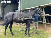 घोड़ा, Nonius horse — फ़ोटो 7