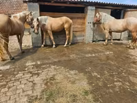 Kobyła, Konie — zdjęcie 5