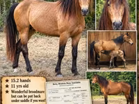Kobila, Black Sea breed — fotografija 1