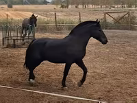 Кінь, Hungarian horse breed — фото 1