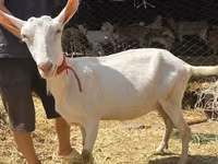 Koza, Saanen goat — fotografija 1