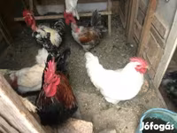 Chickens — الصورة 2