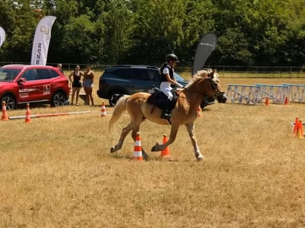 At, Haflinger