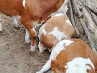 Bull, Holstein breed — photo 1