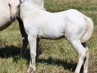 Kobila, Quarter Horse — fotografija 1