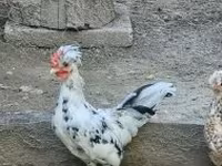 Chickens — zdjęcie 5