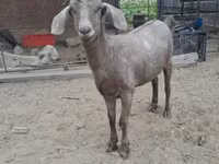 母羊, Sheep — 照片 2