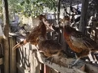 Guinea fowl — Foto 8