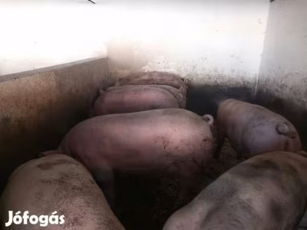 Svinje (partija, pol nije naveden), Свиње