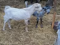 बकरा, बकरियाँ — फ़ोटो 4