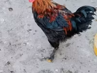ماران — الصورة 1