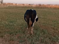 Сиыр, Голштин тұқымы — 2-сурет