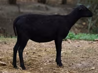 Owca, Cameroon sheep — zdjęcie 3