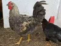 Chickens — फ़ोटो 3