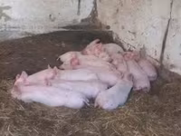 母猪, Pigs — 照片 3