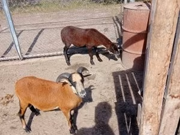 Ovelha, Cameroon sheep — Hungria
