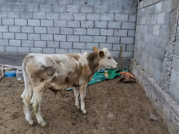 Bull, Simmental cattle
