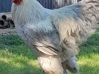 Brahma — Foto 3