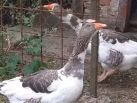 Geese — Foto 2