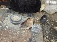 Chickens — फ़ोटो 7