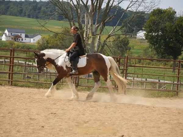 Pastuv, Pinto horses