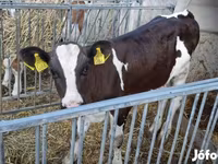 Vaca, Raza Holstein — foto 1