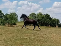 雄馬, American paint horse — 写真 2