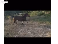 घोड़ी, घोड़े — फ़ोटो 3