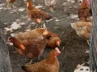 Chickens — fotografija 2