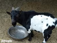 Jarac, Nigerian dwarf goats — fotografija 1