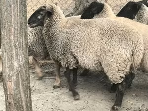Qoyun, White Suffolk sheep — Macarıstan