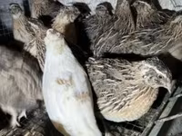 Quails — zdjęcie 5