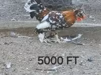 Chickens — फ़ोटो 3