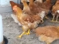 Chickens — foto 2