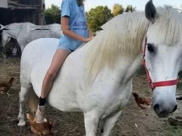 雌馬, Hungarian horse breed