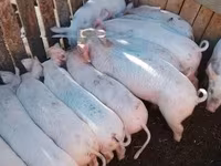 Boar — photo 2