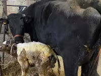 Vache, Race Holstein — photo 2