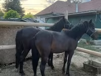 Caballo, Caballos — foto 1