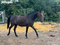 Caballo, Lipizzaner — foto 1