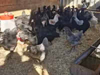 Australorp — fotografija 2