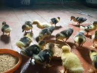 Ducks — foto 2