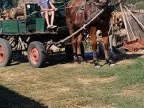 Pastuv, Коњи