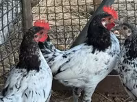 Chickens — फ़ोटो 1