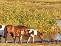 Égua, Cavalos — foto 1
