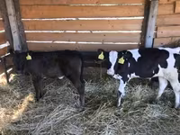 Taureau, Vache limousine — photo 1