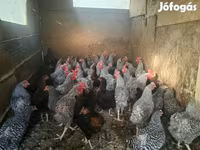 الدجاجة الدنماركية — الصورة 2