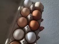 Chickens — zdjęcie 2