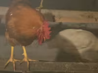 Chickens — zdjęcie 1