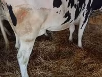 Sigir, Russian Black pied cattle — 1-rasm