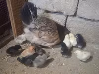 Chickens — photo 1